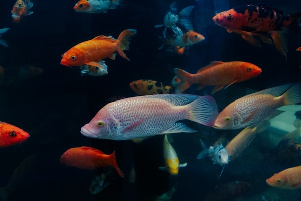 Photo by Dean on Unsplash — representative image for Loveland Living Planet Aquarium