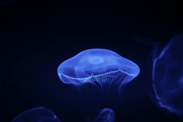 Photo by Jannet Serhan on Unsplash — representative image for Aquarium of the Pacific