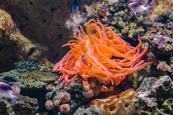Photo by Jannet Serhan on Unsplash — representative image for Santa Monica Aquarium