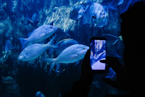 Photo by David Clode on Unsplash — representative image for LAX Aquarium
