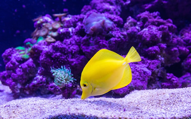 Photo by Craig Lovelidge on Unsplash β representative image for Tennessee Aquarium
