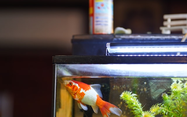 Photo by Yosuke Ota on Unsplash — representative image for National Aquarium Baltimore