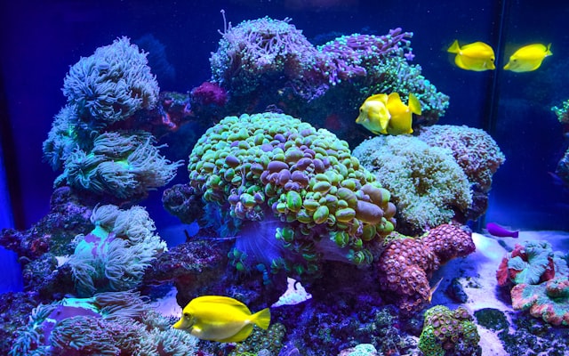 Photo by Dmytro Bukhantsov on Unsplash — representative image for Earth Day 2026