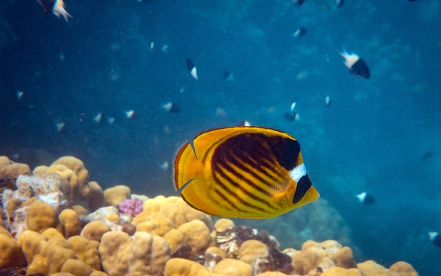 Photo by laura adai on Unsplash — representative image for Whale and Marine Life Tour