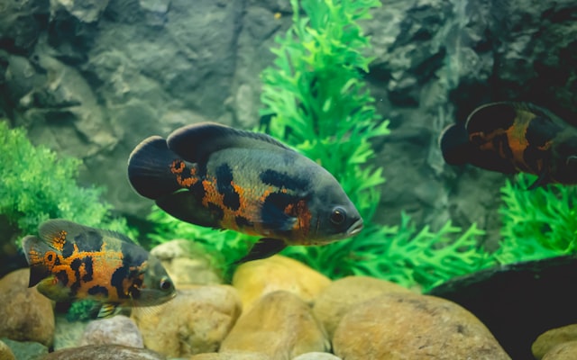 Photo by Vivek Doshi on Unsplash — representative image for Point Defiance Zoo & Aquarium