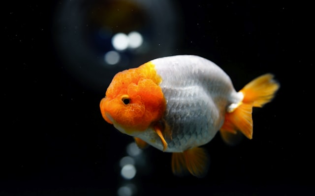 Photo by Bach Vu on Unsplash — representative image for Newhall Aquarium & Learning Center's Educational Outreach