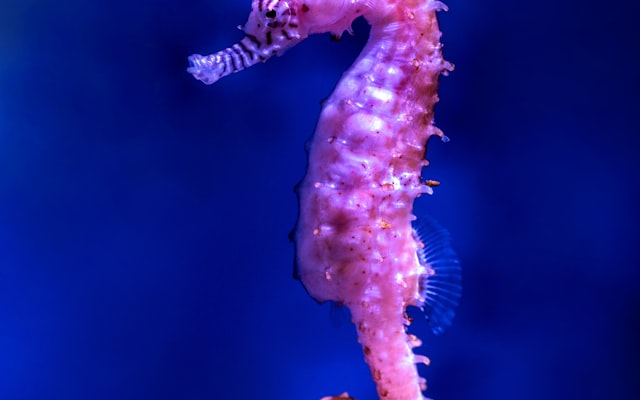 Photo by Getty Images on Unsplash — representative image for Aquarium of the Bay