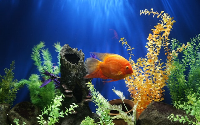 Photo by Delbert Pagayona on Unsplash — representative image for Georgia Aquarium