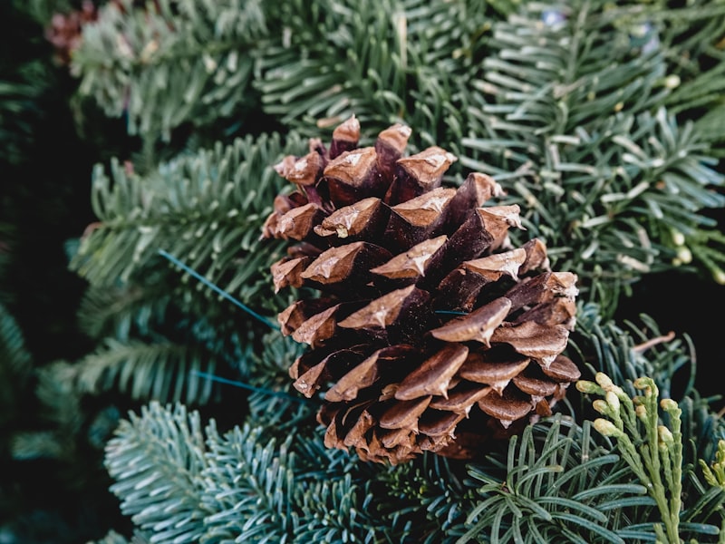 Photo by Samantha Jean on Unsplash — representative image for Christmas Valley Branch Library