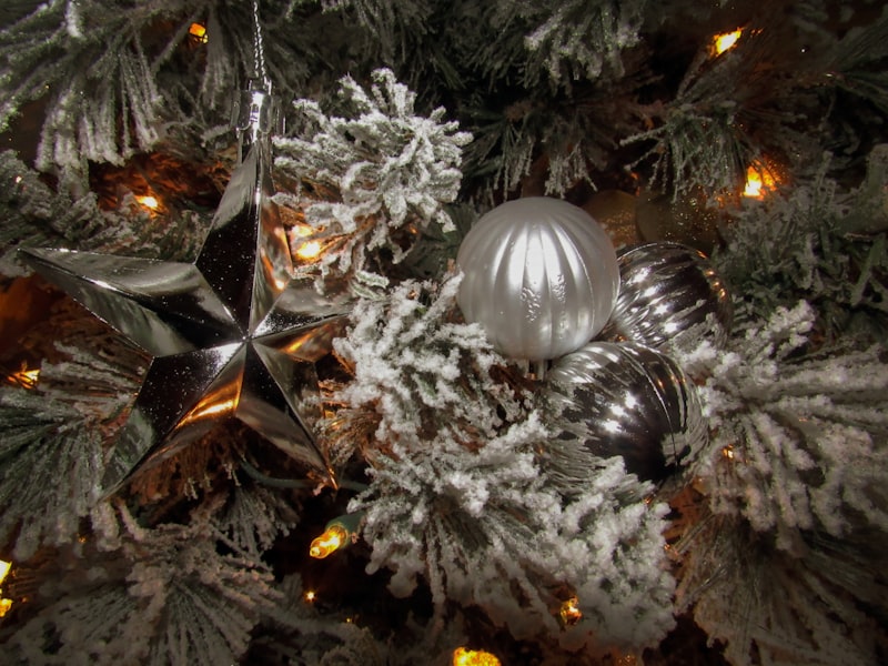 Photo by Norval Glover on Unsplash — representative image for Christmas in Webb Park
