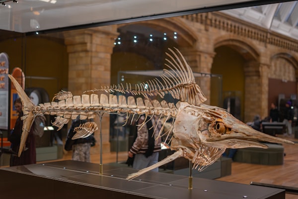 Photo by Jorge Escobedo on Unsplash — representative image for Fossils: Clues of the Past