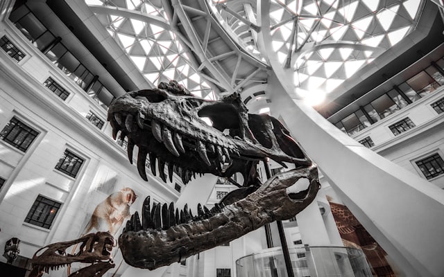 Photo by Kevin Rein Bantang on Unsplash — representative image for Dinosaur Spelling Bee