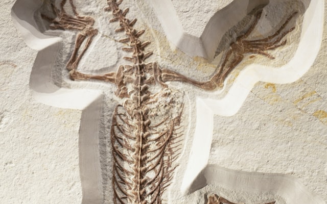 Photo by Markus Spiske on Unsplash — representative image for Dino Egg Surprise Bath Bombs: Grades 6 to 12