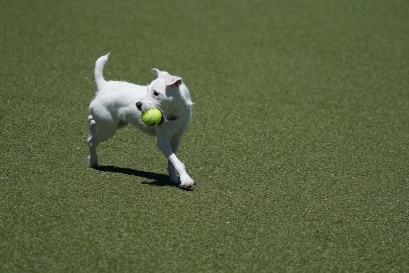 Photo by Donald Teel on Unsplash — representative image for Discovery Dog Park
