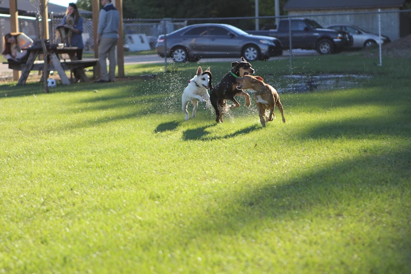Photo by Judy Beth Morris on Unsplash — representative image for Hermon Dog Park