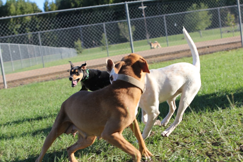 Photo by Judy Beth Morris on Unsplash — representative image for Grand Park Dog Park