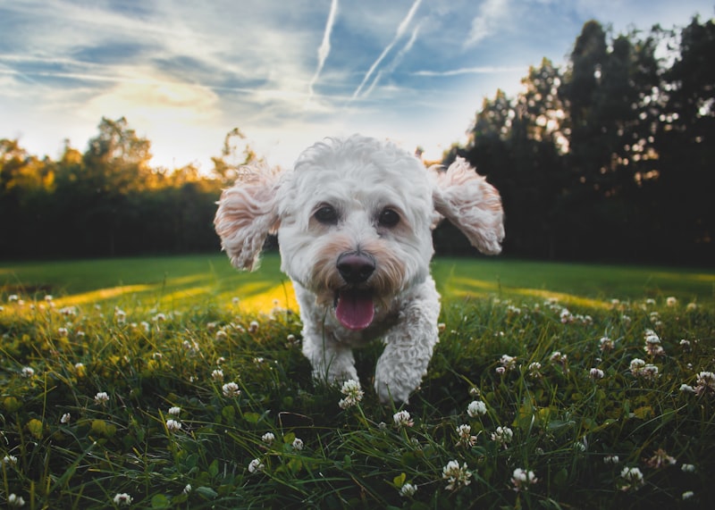 Photo by Joe Caione on Unsplash — representative image for Jackson Street Dog Park