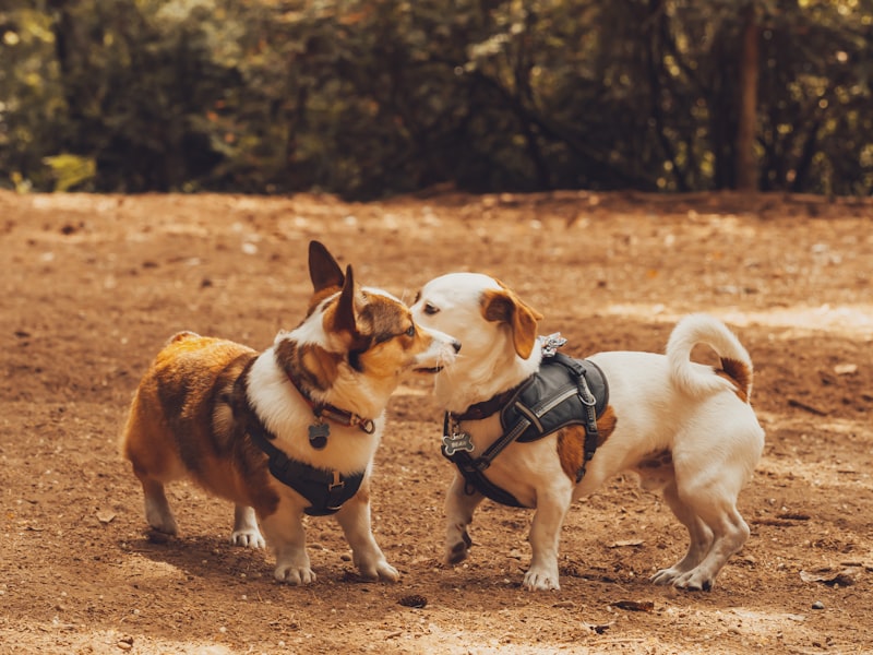 Photo by Sofia Shultz on Unsplash β representative image for Bellis Park Dog Park