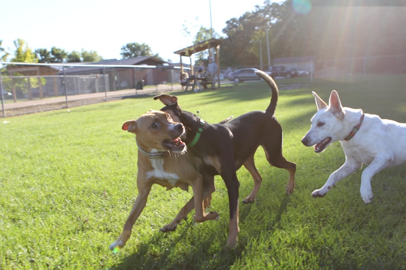 Photo by Judy Beth Morris on Unsplash — representative image for Veterans' Barrington Park (Dog Parks)