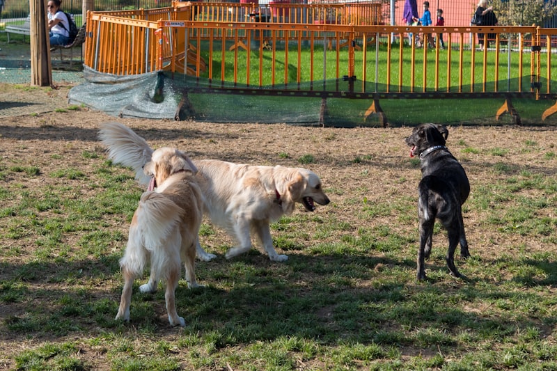 Photo by Rui Alves on Unsplash — representative image for JACKSON DOG PARK