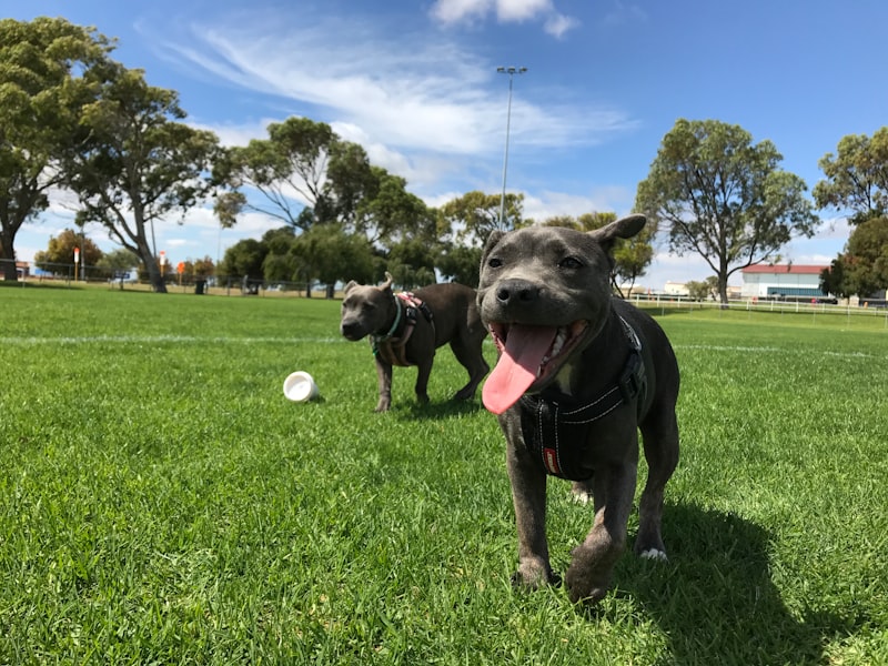 Photo by Mathew Smith on Unsplash — representative image for Raleigh Dog Park