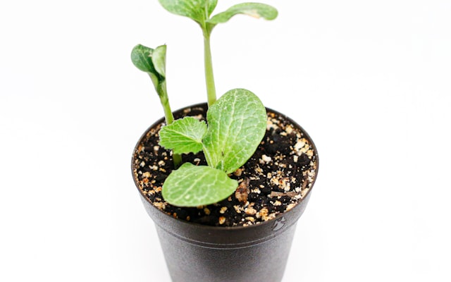 Photo by Suri Huang on Unsplash — representative image for San Diego Botanic Garden