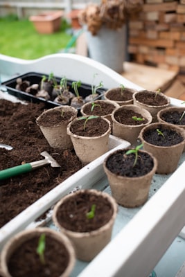 Photo by Mert Ceyhan on Unsplash — representative image for UCLA Mathias Botanical Garden