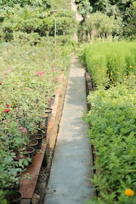 Photo by Yoksel 🌿 Zok on Unsplash — representative image for Learn Solar Gardens