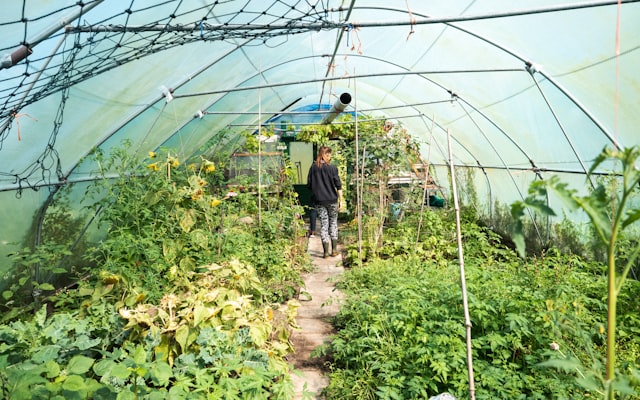 Photo by Frank Holleman on Unsplash — representative image for Successfully Growing a Summer Garden