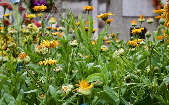 Photo by Diego L. on Unsplash — representative image for 23RD AVE: ROSE GARDEN LN - ROSS AVE