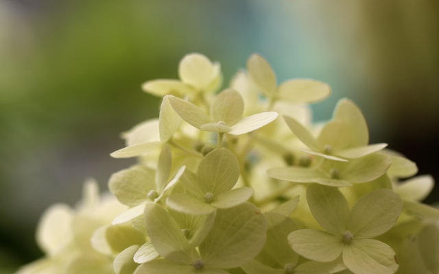 Photo by Sandy Millar on Unsplash — representative image for Super Saturday: In The Garden