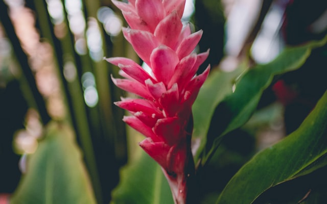 Photo by Ahmed on Unsplash — representative image for Dolphin Mini Golf