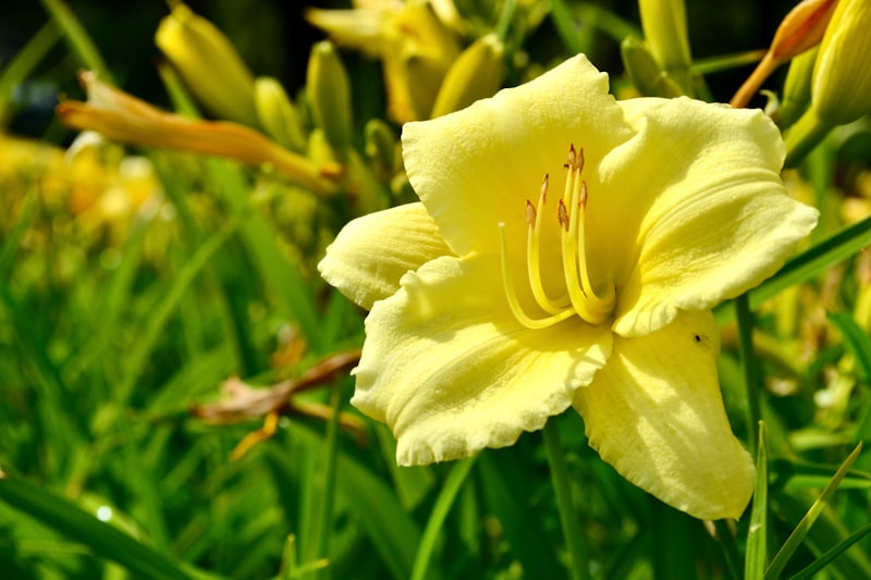 Photo by EVGEN SLAVIN on Unsplash — representative image for Monrovia Historical Preservation GRP