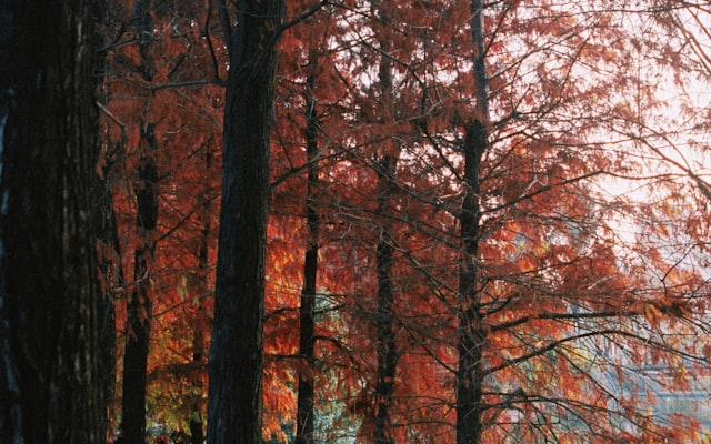 Photo by Jun Ren on Unsplash — representative image for Santa Rosa I-10 Rest Area