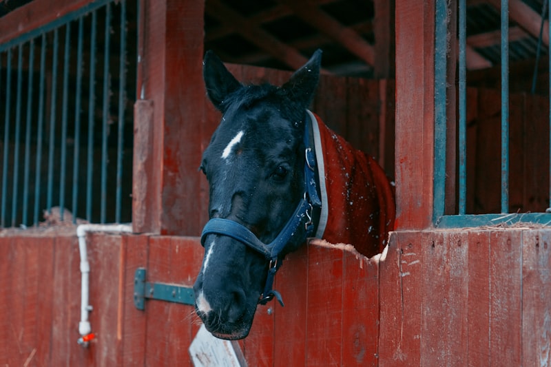 Photo by Stas Muravev on Unsplash — representative image for Little Hills & Las Trampas Stables