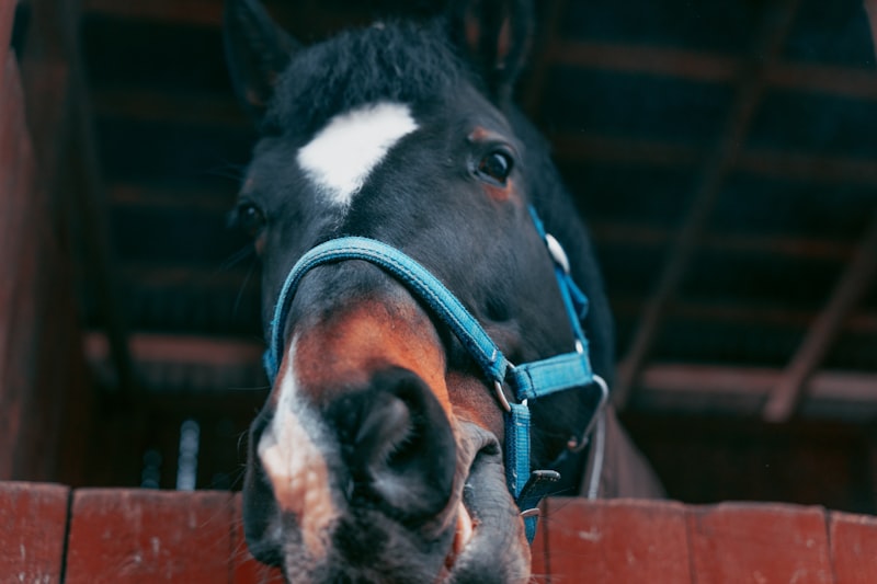 Photo by Stas Muravev on Unsplash — representative image for The Stalking Horse