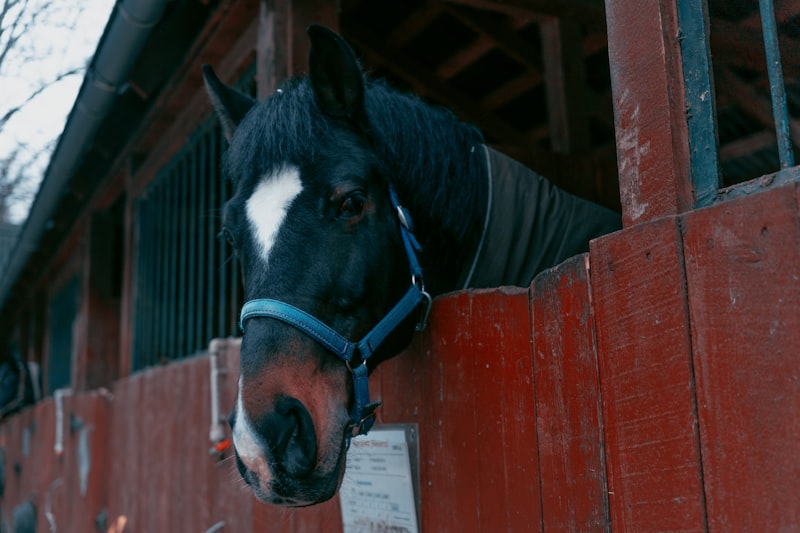 Photo by Stas Muravev on Unsplash — representative image for Century Equestrian Corporation