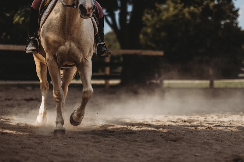 Photo by Kimberly Archambault on Unsplash β representative image for Equestrian Ctr. Shed 2