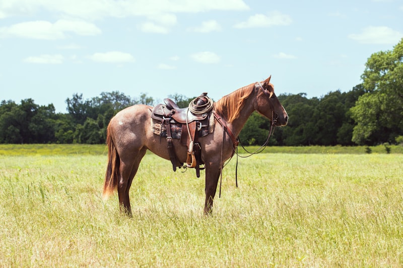 Photo by Howard R Wheeler on Unsplash — representative image for Bercut Equitation Field