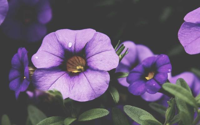 Photo by Thimotius Timmy on Unsplash — representative image for Alfresco