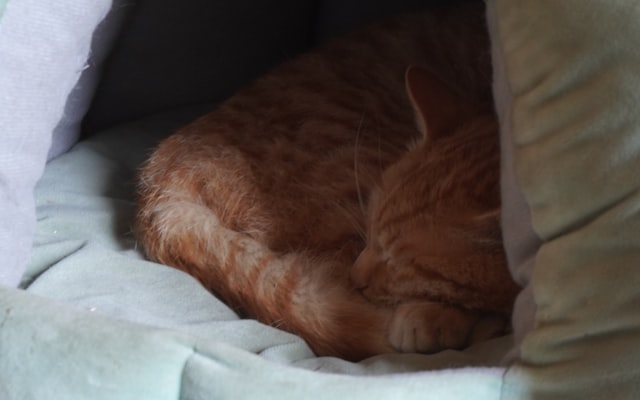 Photo by Andrej Lisakov on Unsplash — representative image for Gardena Mayme Dear Library