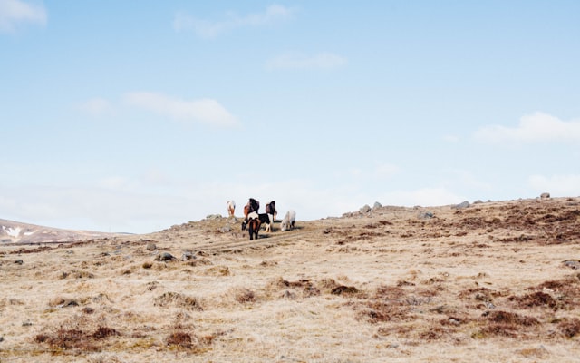 Photo by Pramod Tiwari on Unsplash — representative image for Caribbean Festival