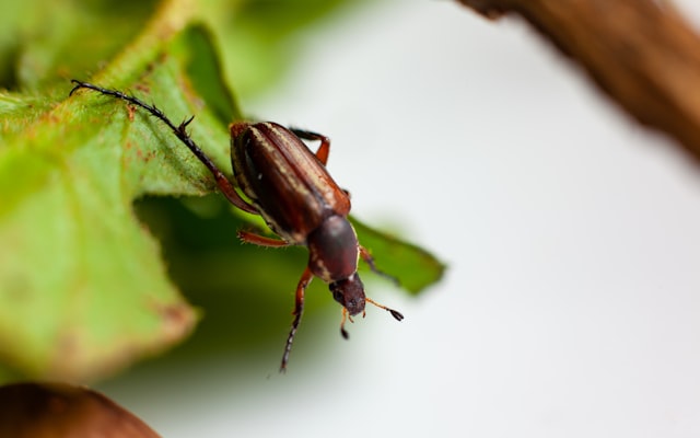 Photo by Ian Talmacs on Unsplash — representative image for Movie and a Craft: "A Bug's Life" (G)