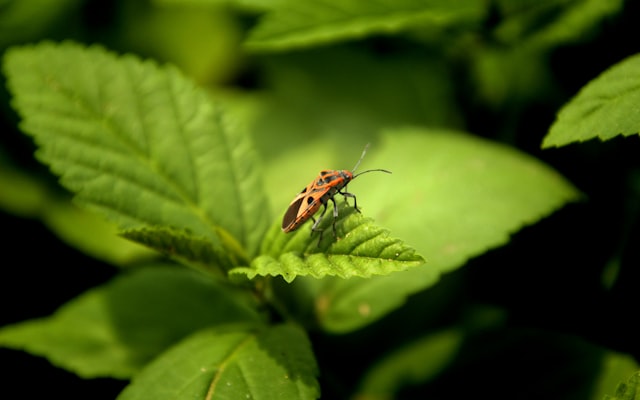 Photo by viswaprem anbarasapandian on Unsplash — representative image for Build a Bug House
