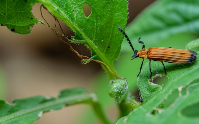 Photo by oktavianus mulyadi on Unsplash — representative image for "The Three Billy Goats Gruff Meet the Mysterious Creature" with Papa and Jackie Wright