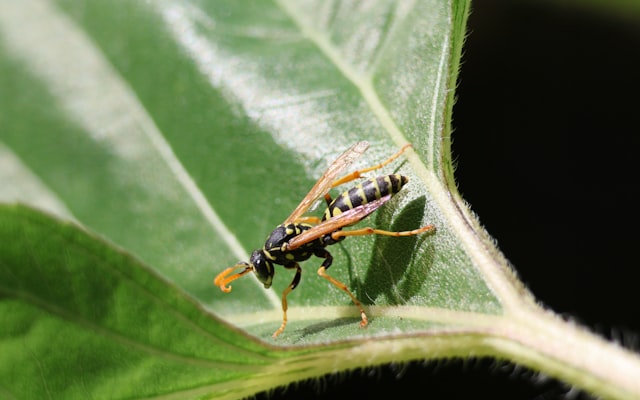 Photo by Andrey Larionov on Unsplash — representative image for Spring Break: Bugs & Beaks