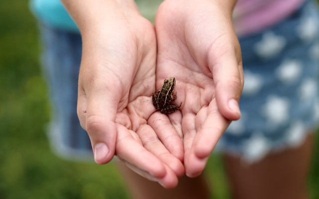 Photo by R. David Cummins on Unsplash — representative image for Insane Insects Week: Loco for Legos