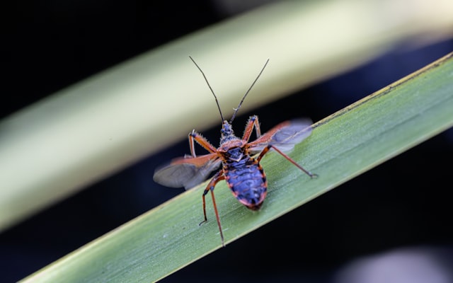 Photo by Erik Karits on Unsplash — representative image for Audubon Insectarium