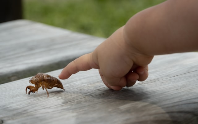 Photo by Sen on Unsplash — representative image for Life Lab: Dealing with Insect Pests in the Landscape