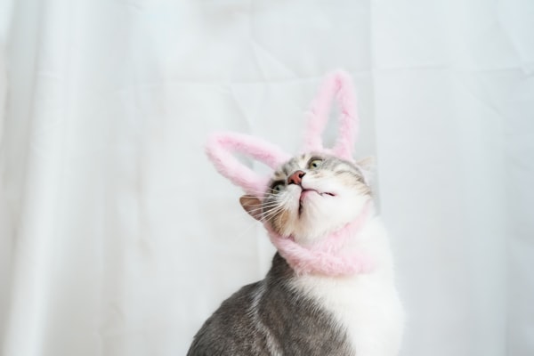 Photo by Artur Tumasjan on Unsplash — representative image for Montreal SPCA